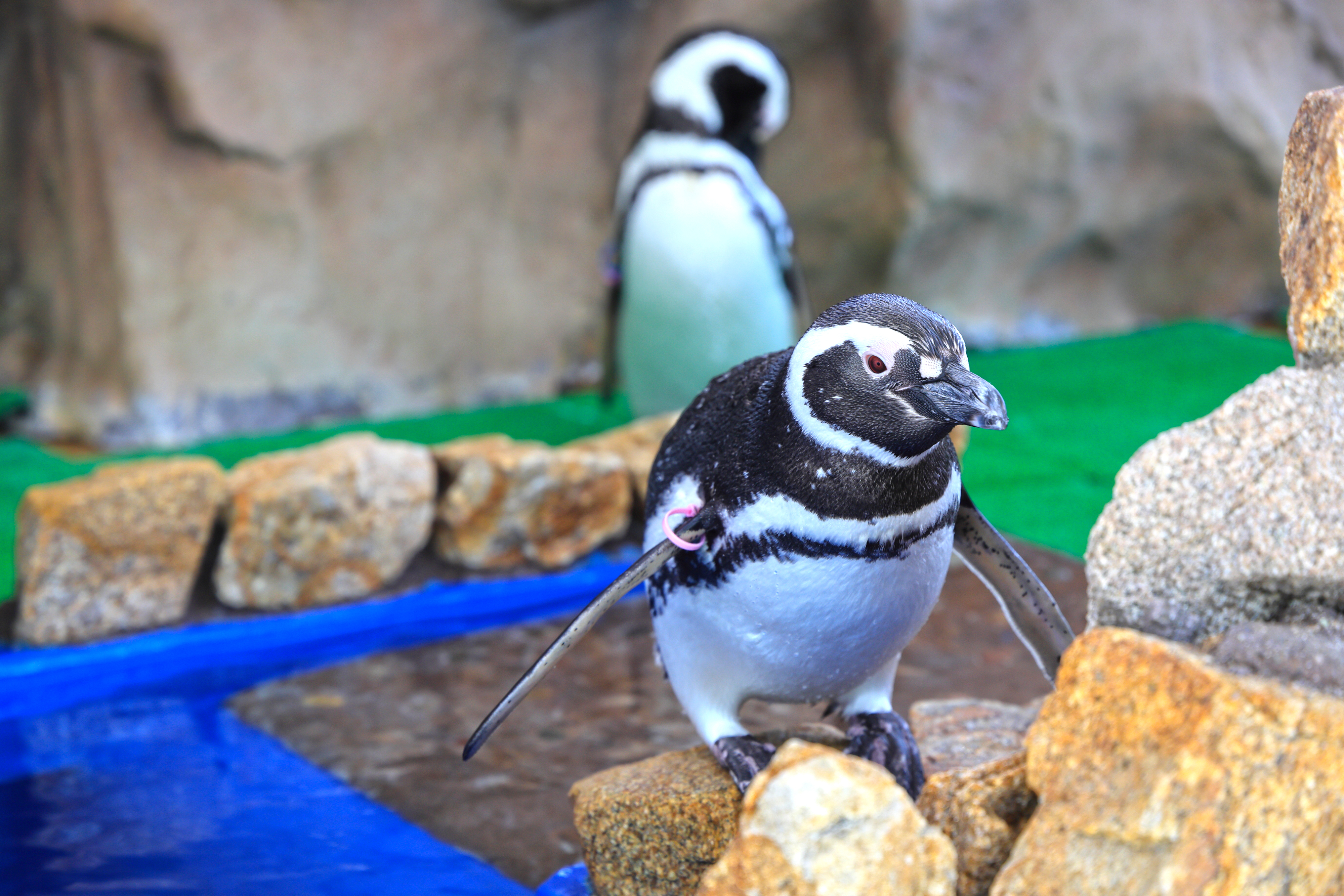 ペンギン -あそびーち-