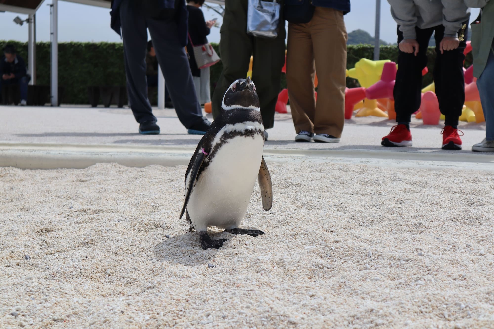 ペンギン -あそびーち-