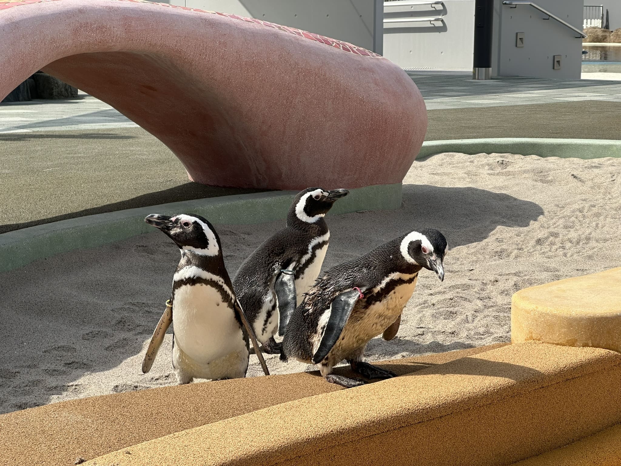 ペンギン -あそびーち-