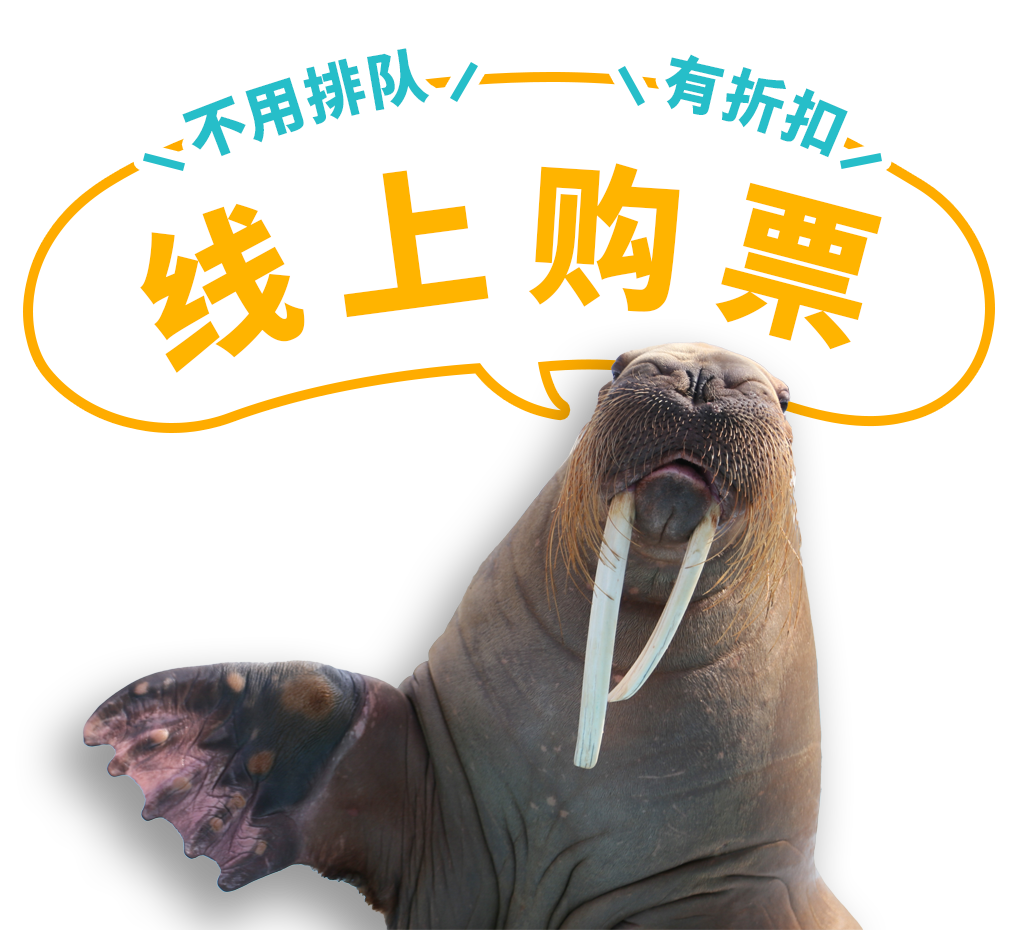 お得なwebチケット