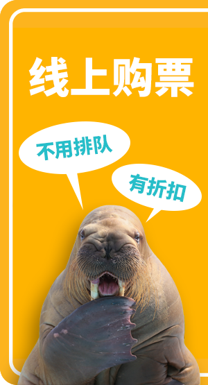 お得なwebチケット