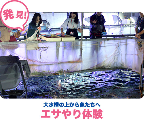 大水槽の上から魚たちへエサやり体験