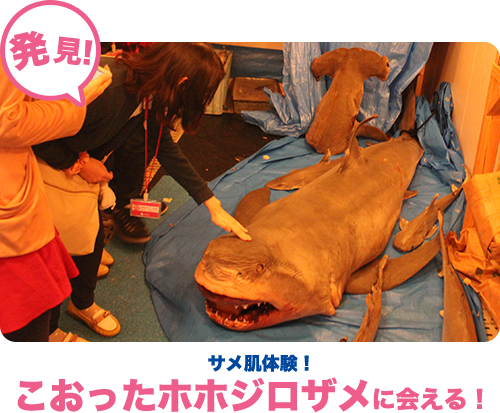 期間限定!こおったホオジロザメに会える!