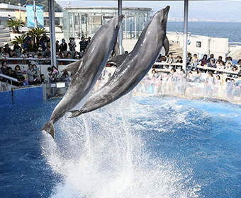 イルカのパフォーマンス