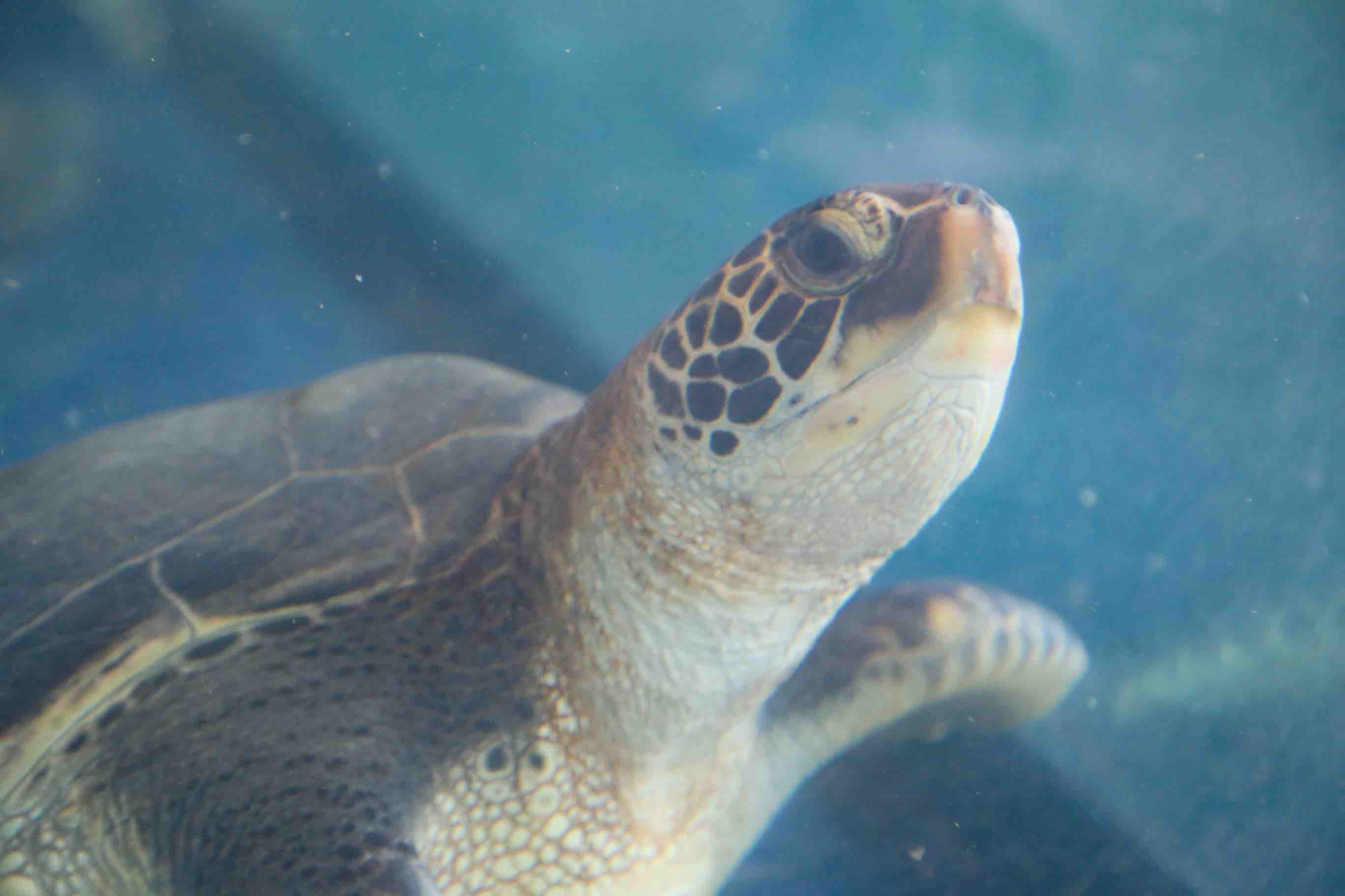 ウミガメ -屋内タッチプール前 ウミガメ水槽-