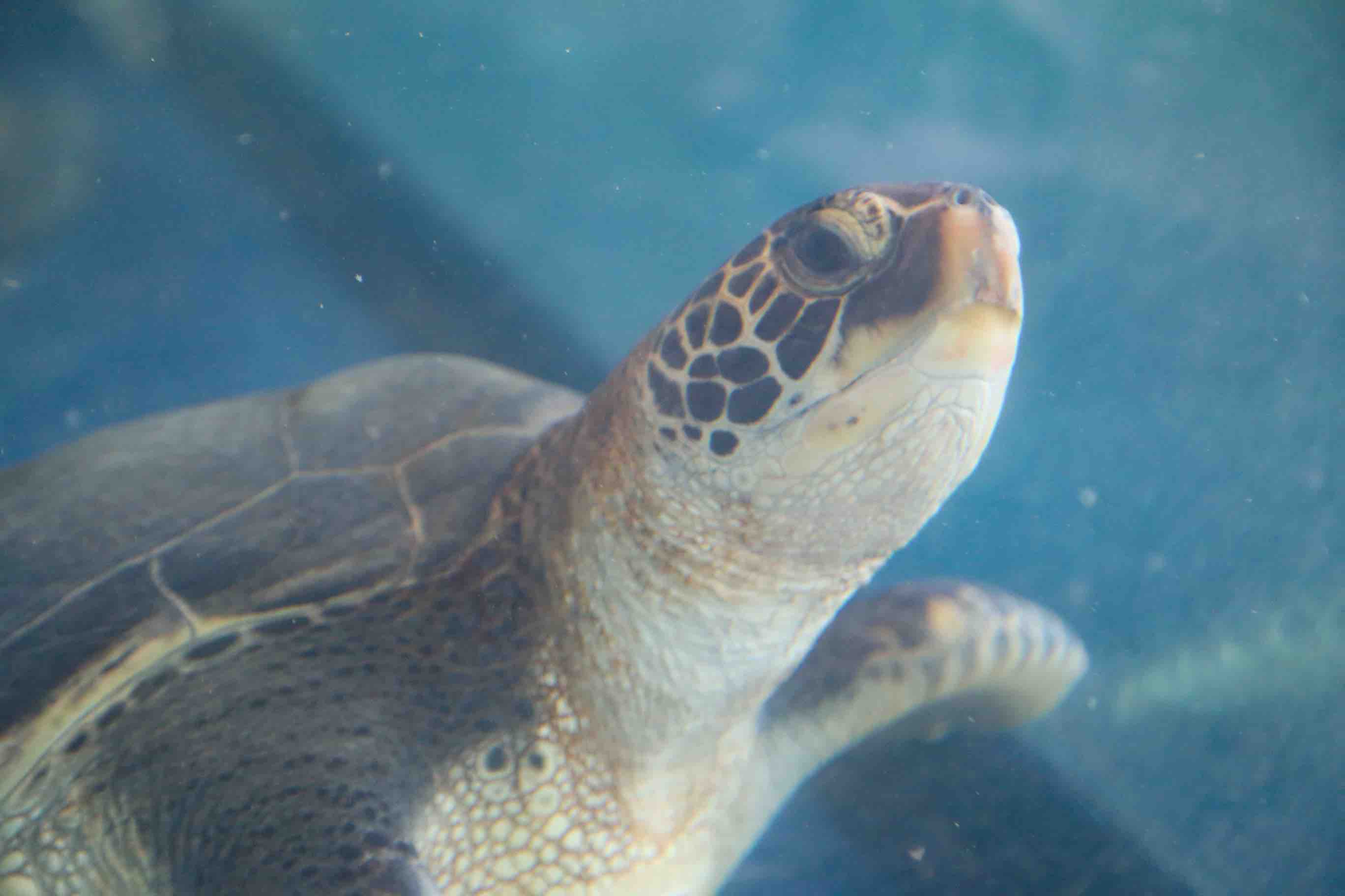 ウミガメ　-屋内タッチプール前 ウミガメ水槽-