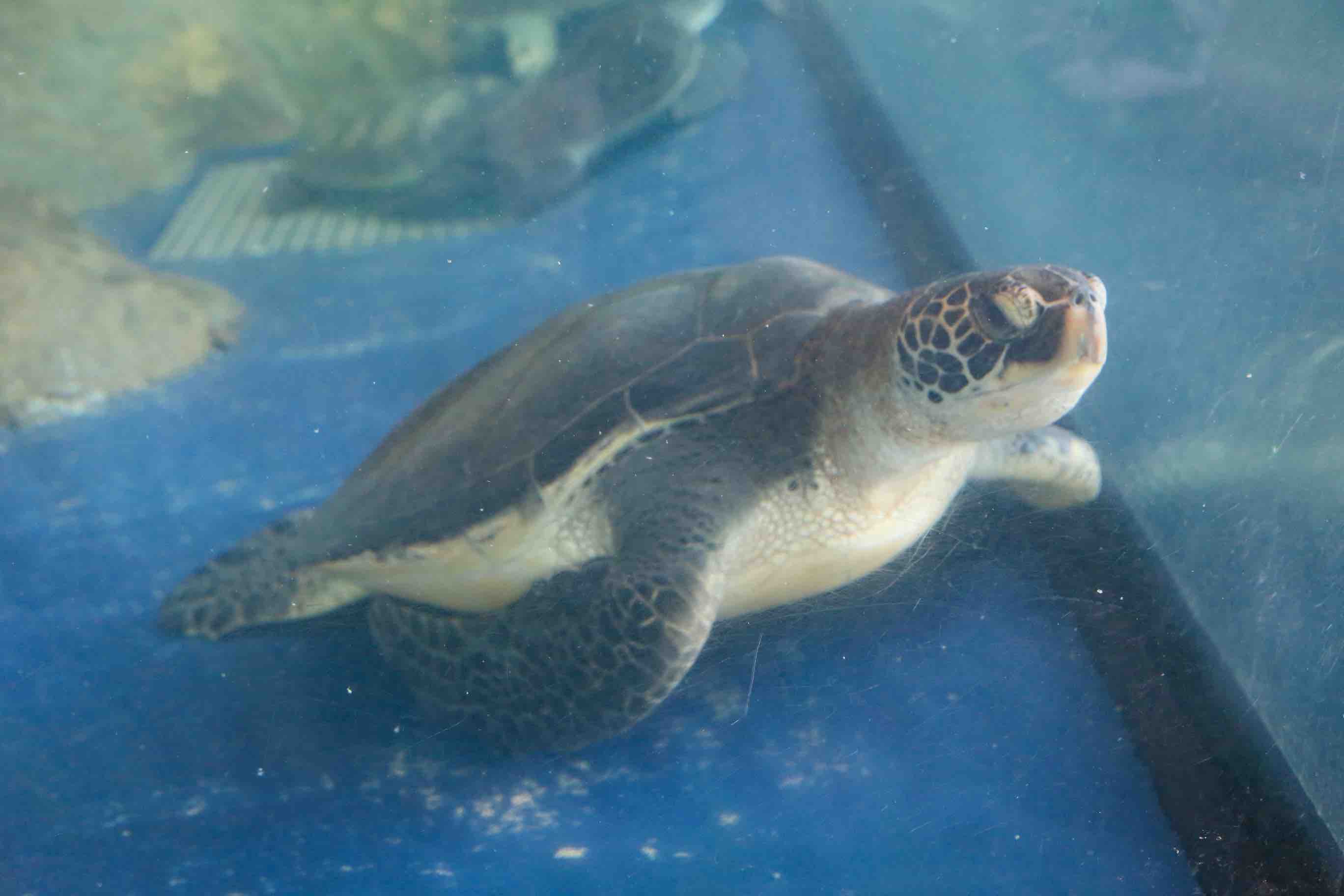 ウミガメ -屋内タッチプール前 ウミガメ水槽-