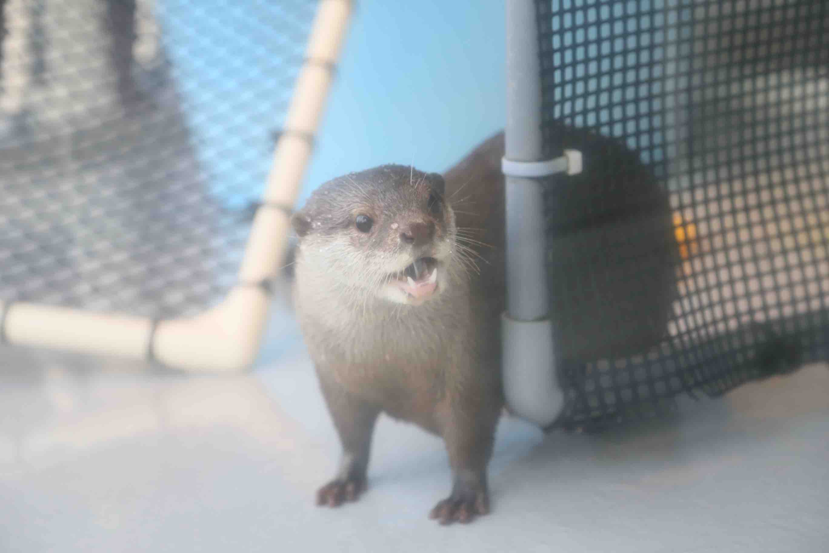 コツメカワウソ -パフォーマンスエリア・カワウソプール-