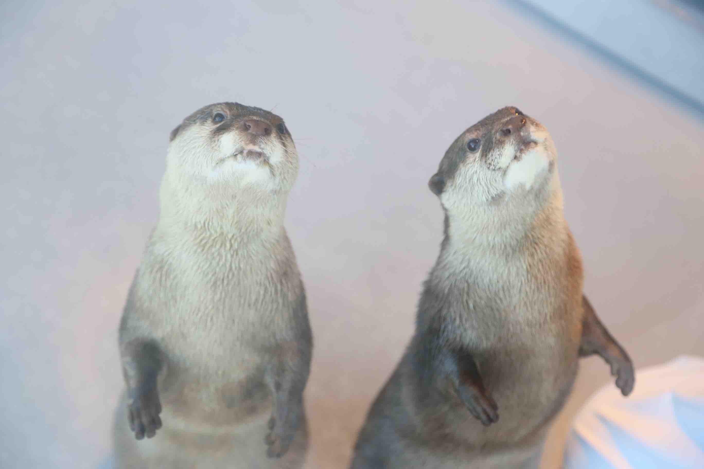 コツメカワウソ -パフォーマンスエリア・カワウソプール-