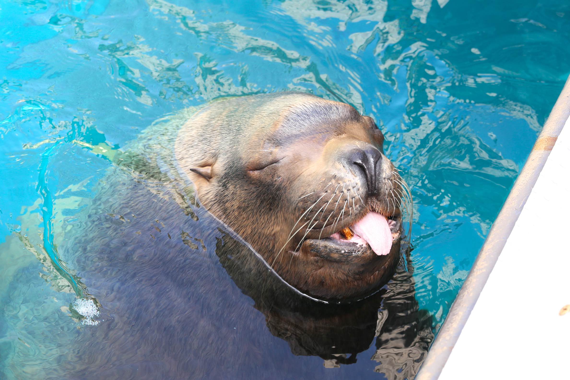 うみたまご生き物紹介 海獣ゾーン 大分マリーンパレス水族館 うみたまご 公式サイト 大分観光