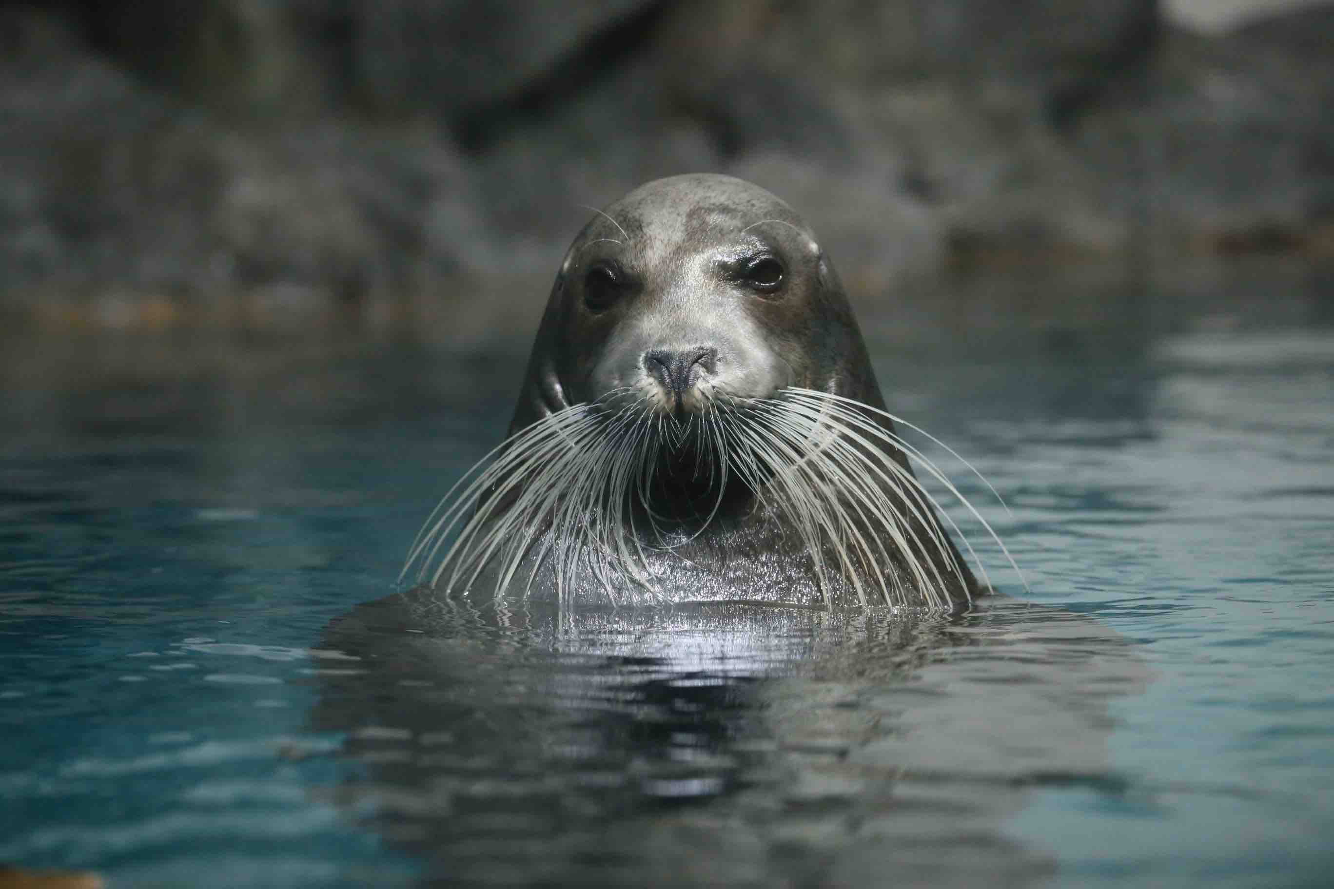 アゴヒゲアザラシ　-館内1Fアゴヒゲアザラシ水槽-