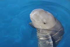 f1_img_1374284770_sunameri
