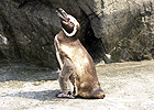 f1_img_1390199676_new_pengin