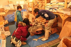 f1_img_1419420726_BYTshark