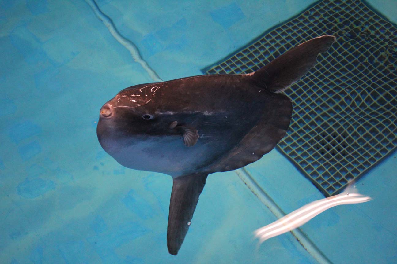 海洋孵化場 後院之旅，參觀水族館的背面！