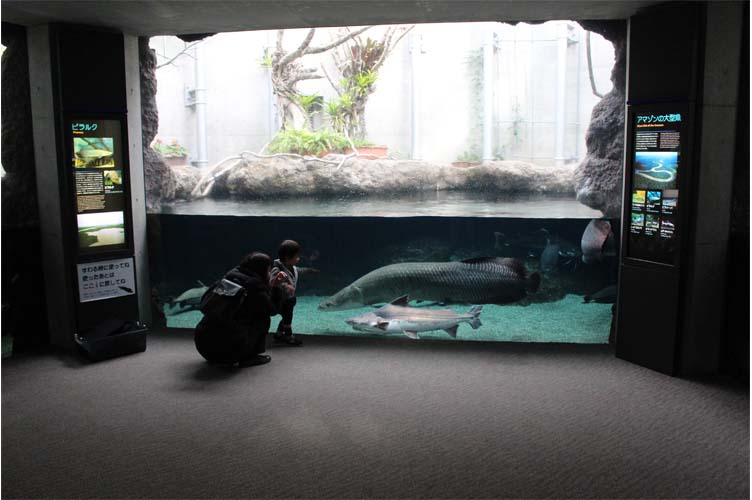 大迫力のピラルクの食事風景 大分マリーンパレス水族館 うみたまご 公式サイト 大分観光