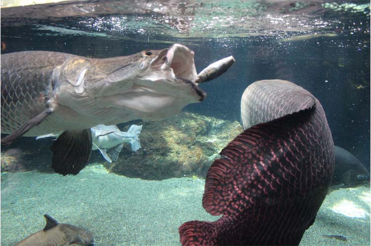 大迫力のピラルクの食事風景 大分マリーンパレス水族館 うみたまご 公式サイト 大分観光