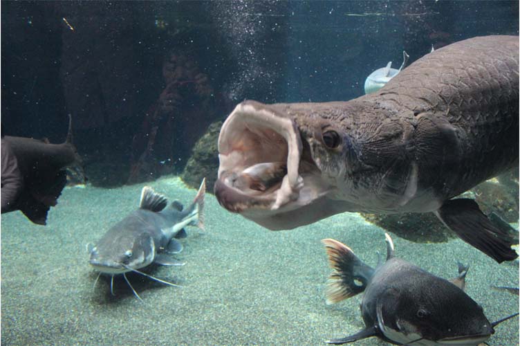 大迫力のピラルクの食事風景 大分マリーンパレス水族館 うみたまご 公式サイト 大分観光