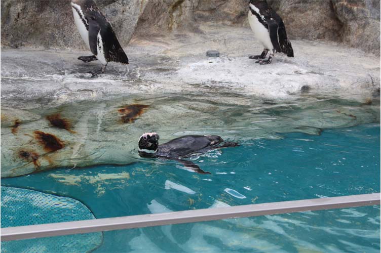 マゼランペンギンの秘密教えちゃいます 大分マリーンパレス水族館 うみたまご 公式サイト 大分観光