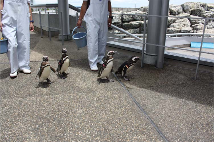 よちよち歩くペンギンたちの行進に運が良ければ出会えるかも 大分マリーンパレス水族館 うみたまご 公式サイト 大分観光