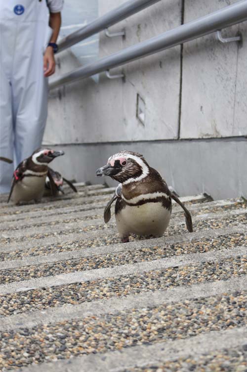 よちよち歩くペンギンたちの行進に運が良ければ出会えるかも 大分マリーンパレス水族館 うみたまご 公式サイト 大分観光