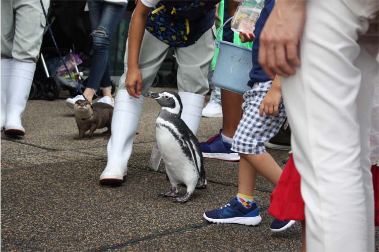 マゼランペンギンの秘密教えちゃいます 大分マリーンパレス水族館 うみたまご 公式サイト 大分観光