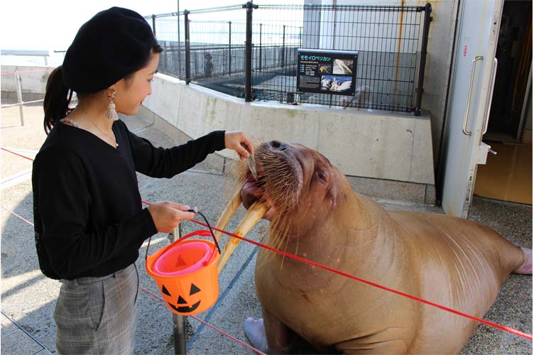 バケツでハロウィン1