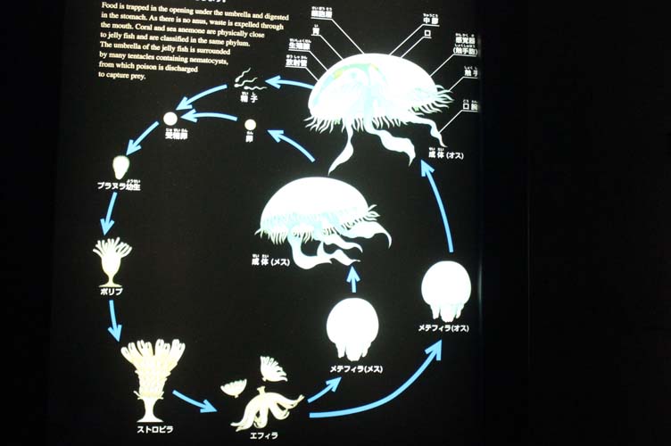 生態を知ればさらに魅力的なクラゲの世界 クラゲ観察の楽しみ方教えます 大分マリーンパレス水族館 うみたまご 公式サイト 大分観光