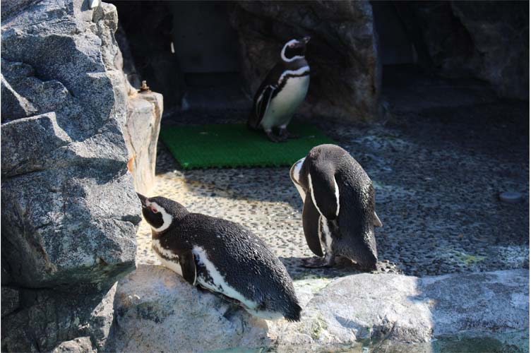 マゼランペンギンの秘密教えちゃいます 大分マリーンパレス水族館 うみたまご 公式サイト 大分観光