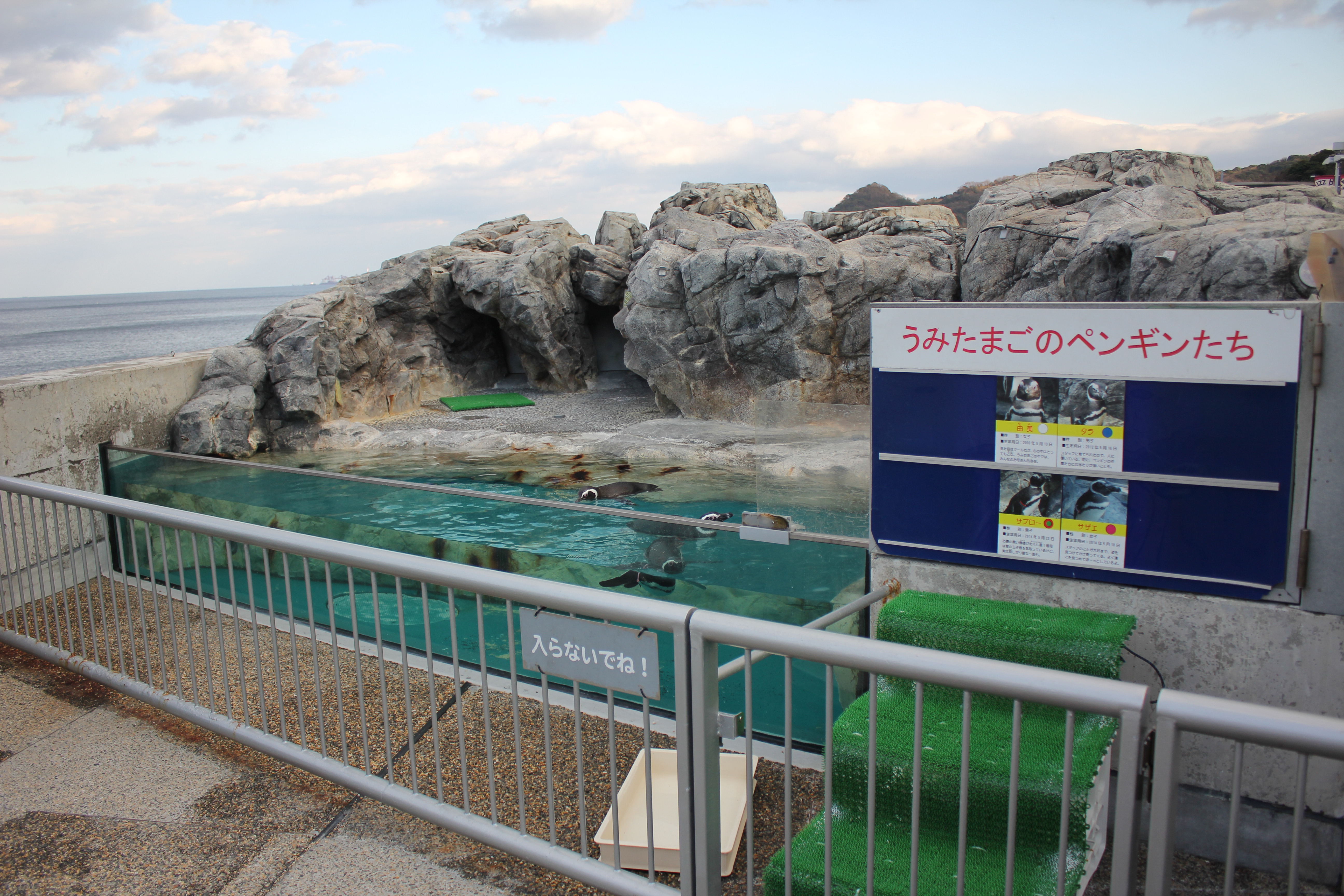 マゼランペンギンの秘密教えちゃいます 大分マリーンパレス水族館 うみたまご 公式サイト 大分観光