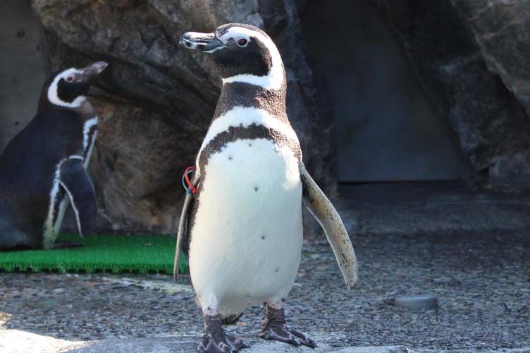 マゼランペンギンの秘密教えちゃいます 大分マリーンパレス水族館 うみたまご 公式サイト 大分観光