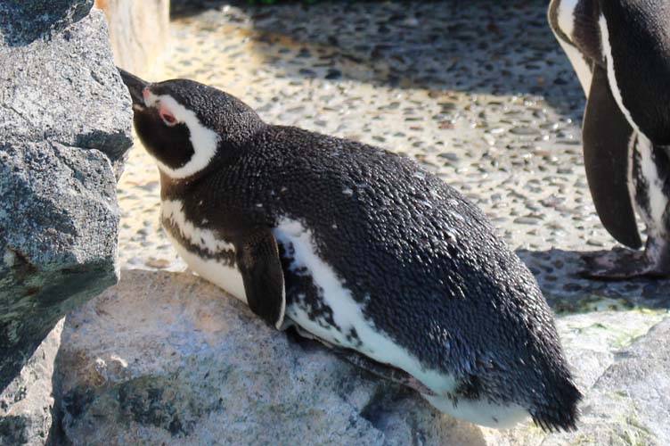 マゼランペンギンの秘密教えちゃいます 大分マリーンパレス水族館 うみたまご 公式サイト 大分観光