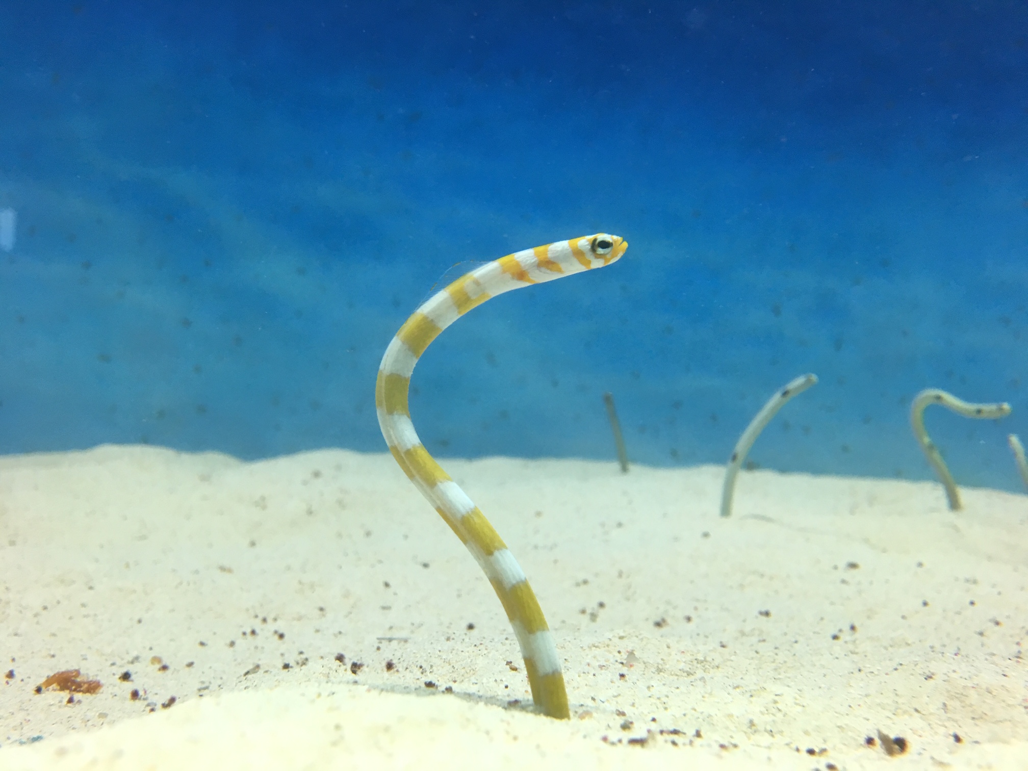 大人気のチンアナゴ水槽 癒しの空間をじっくり観察してみよう 大分マリーンパレス水族館 うみたまご 公式サイト 大分観光