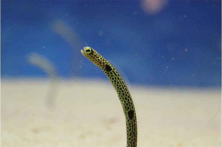 大人気のチンアナゴ水槽 癒しの空間をじっくり観察してみよう 大分マリーンパレス水族館 うみたまご 公式サイト 大分観光