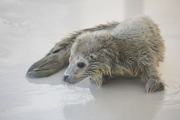 ゴマフアザラシの赤ちゃん成長日記 大分マリーンパレス水族館 うみたまご 公式サイト 大分観光