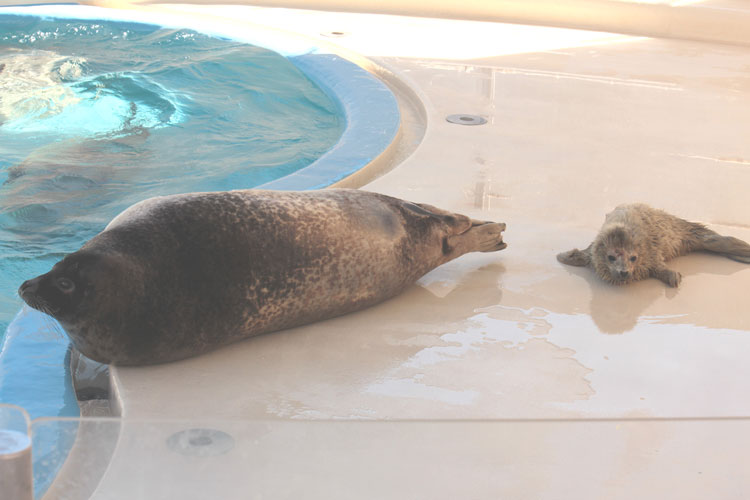 ゴマフアザラシの赤ちゃんが誕生しました 大分マリーンパレス水族館 うみたまご 公式サイト 大分観光