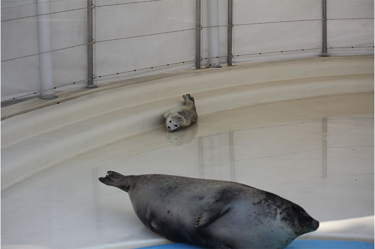 ゴマフアザラシの赤ちゃん成長日記 大分マリーンパレス水族館 うみたまご 公式サイト 大分観光