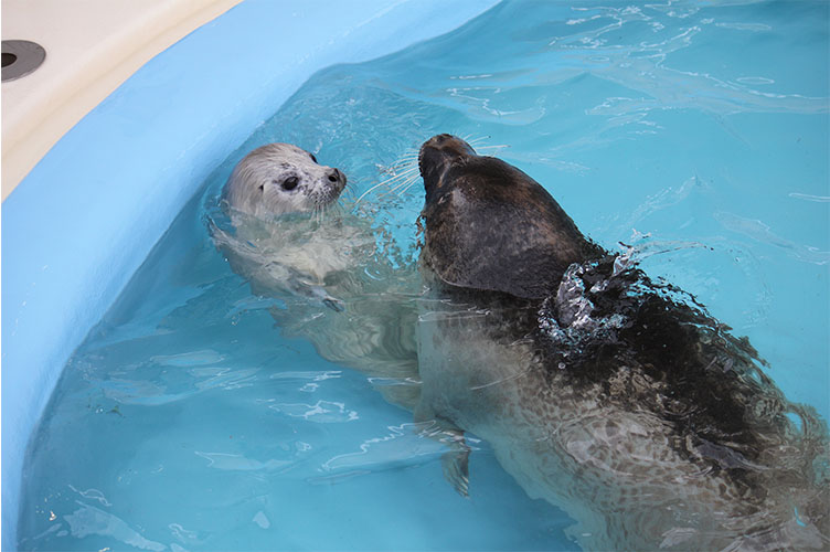 ゴマフアザラシの赤ちゃん成長日記 大分マリーンパレス水族館 うみたまご 公式サイト 大分観光