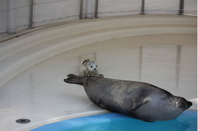 ゴマフアザラシの赤ちゃん成長日記 大分マリーンパレス水族館 うみたまご 公式サイト 大分観光