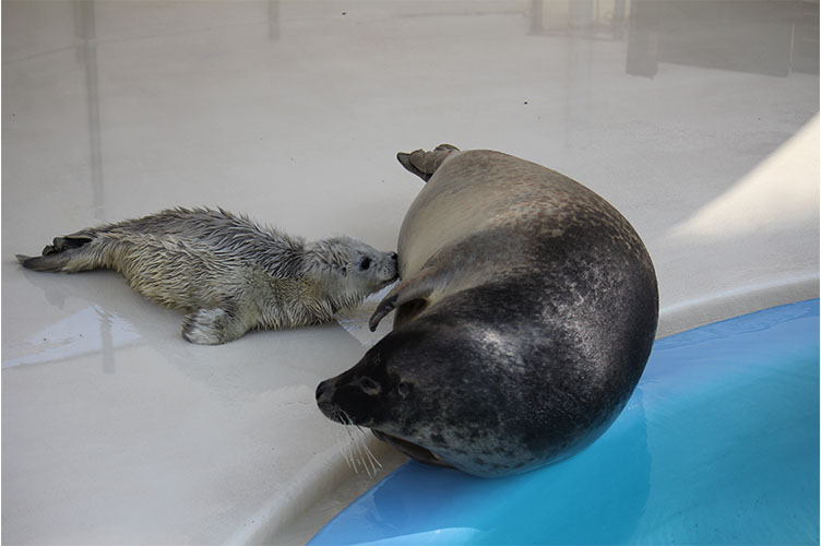 ゴマフアザラシの赤ちゃん成長日記 大分マリーンパレス水族館 うみたまご 公式サイト 大分観光