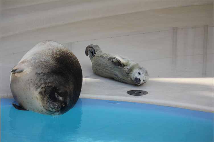 ゴマフアザラシの赤ちゃん成長日記 大分マリーンパレス水族館 うみたまご 公式サイト 大分観光