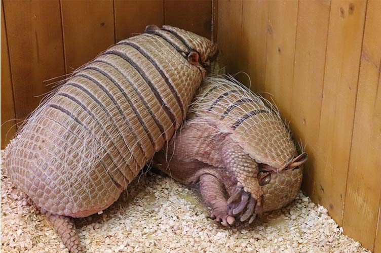 armadillo3