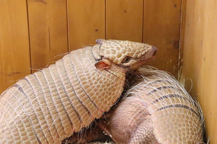 armadillo4