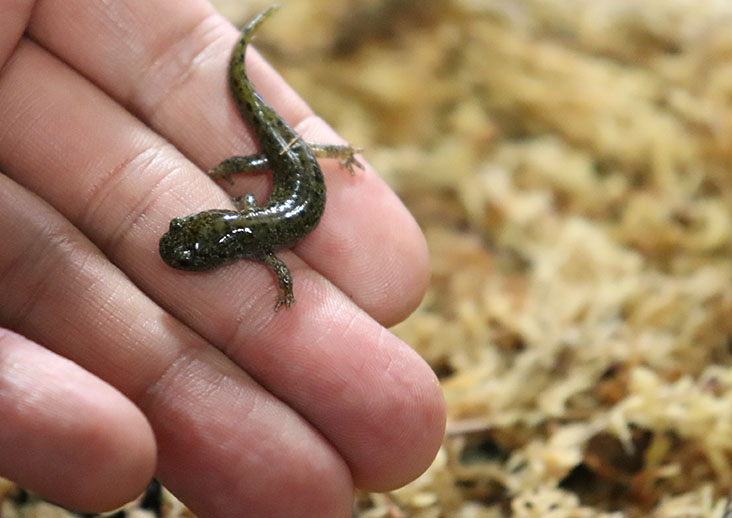 身近にいる天然記念物 オオイタサンショウウオ 大分マリーンパレス水族館 うみたまご 公式サイト 大分観光