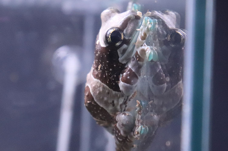 あなたの知らない キモかわいいカエルの世界 ずらっとカエル展 開催中 大分マリーンパレス水族館 うみたまご 公式サイト 大分観光