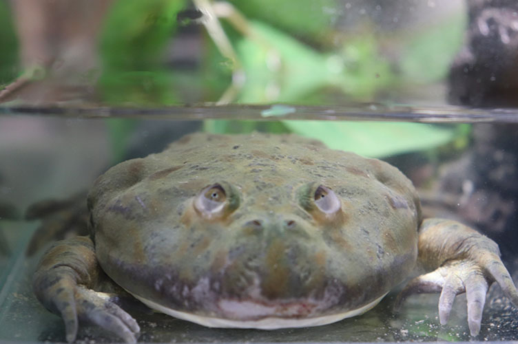 あなたの知らない キモかわいいカエルの世界 ずらっとカエル展 開催中 大分マリーンパレス水族館 うみたまご 公式サイト 大分観光