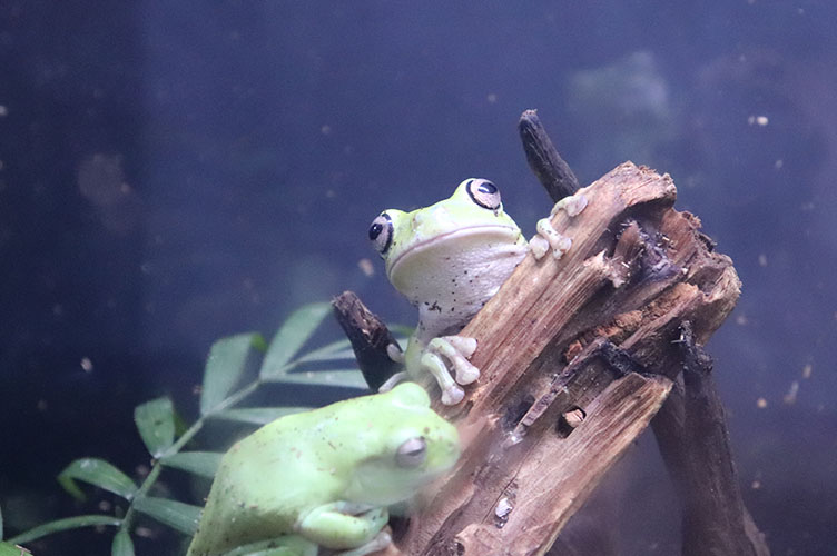 あなたの知らない キモかわいいカエルの世界 ずらっとカエル展 開催中 大分マリーンパレス水族館 うみたまご 公式サイト 大分観光