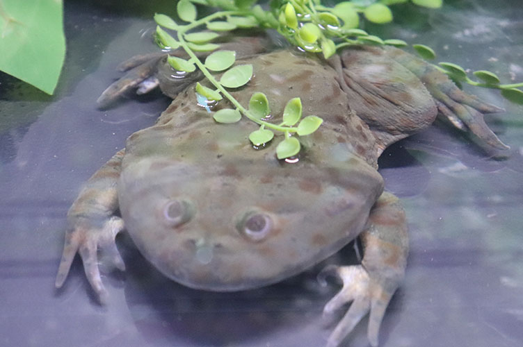 あなたの知らない キモかわいいカエルの世界 ずらっとカエル展 開催中 大分マリーンパレス水族館 うみたまご 公式サイト 大分観光