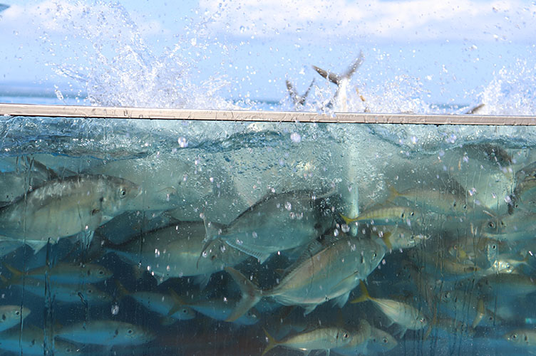 魚の餌やり体験がリニューアル その名も おさかなスプラッシュ食堂 大分マリーンパレス水族館 うみたまご 公式サイト 大分観光