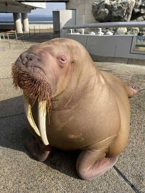 Walrus_pregnancy_1